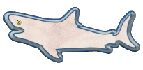 requins